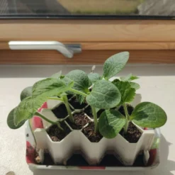 Kit De Germination L 13 Plants - Germie