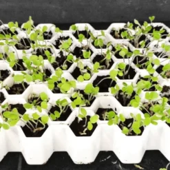 Kit De Germination S 41 Plants - Germie