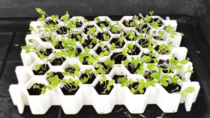 Kit De Germination S 41 Plants - Germie 1 Kit De Germination S 41 Plants - Germie