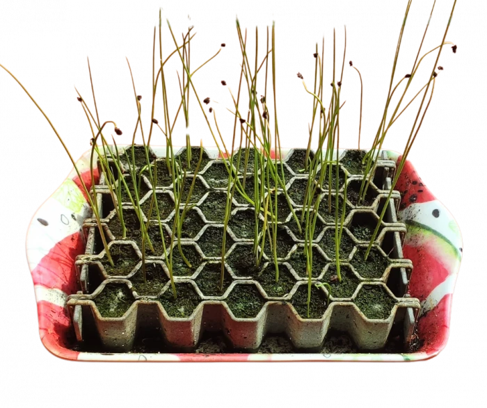 Kit De Germination S 41 Plants - Germie 2 Kit De Germination S 41 Plants - Germie – Image 2