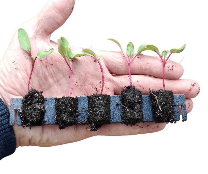 Kit De Germination S 41 Plants - Germie 3 Kit De Germination S 41 Plants - Germie – Image 3