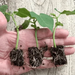 Kit De Germination S 41 Plants - Germie 7 Kit De Germination S 41 Plants - Germie -Parfum Herbe Soldes Magasin 1596834 germie 41plants 3 1