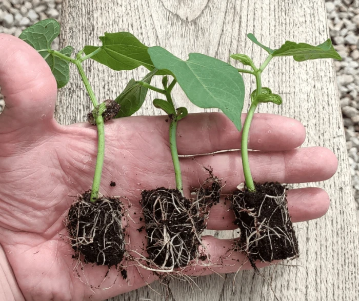 Kit De Germination S 41 Plants - Germie 4 Kit De Germination S 41 Plants - Germie – Image 4