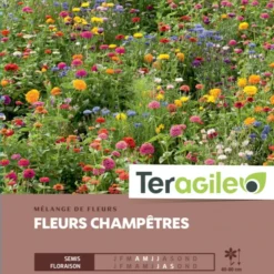 Mélange De Fleurs Champêtres- Graines De 100m² - Teragile