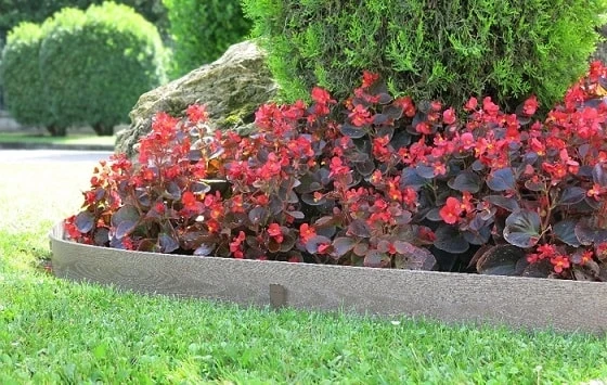 Bordure Woodtec - Nortene - 5 M 1 Bordure Woodtec - Nortene - 5 M