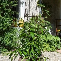 Tuteur Mini Grimpante Pyramide Rond -Moulin Louis - Fer Vieilli - 1,20 X0,27 M -Parfum Herbe Soldes Magasin 1823301 tuteur mini grimpante pyramide rond moulin louis fer vieilli 1 20x0 27 m min