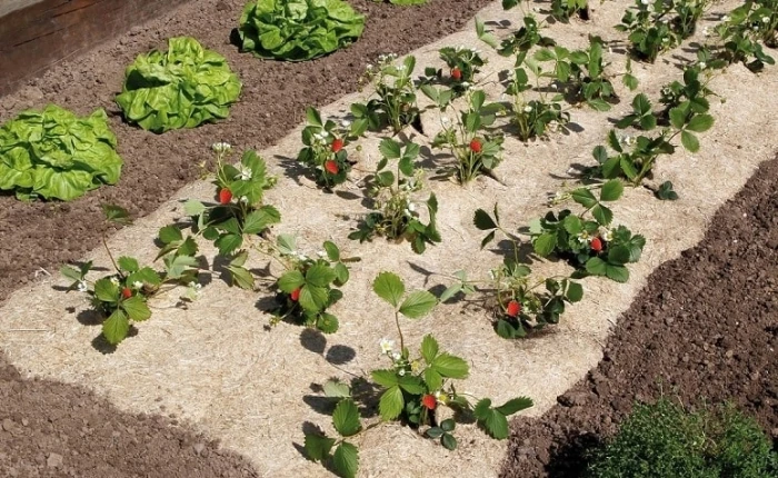 Toile De Paillage Chanvrelin - Nortene - 750 G/m² - 0,95x5 M 1 Toile De Paillage Chanvrelin - Nortene - 750 G/m² - 0,95x5 M