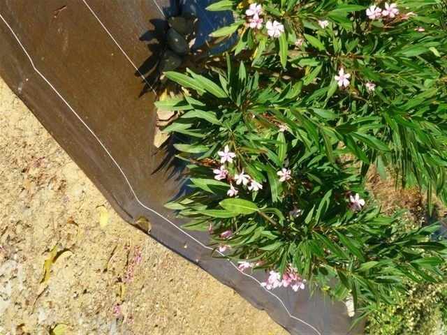 Toile Paillage - 90 G - 1m50 X 25 - Marron 1 Toile Paillage - 90 G - 1m50 X 25 - Marron