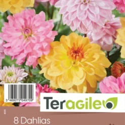 Dalhia En Mélange Pastel - Teragile - X8