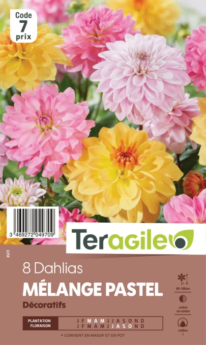 Dalhia En Mélange Pastel - Teragile - X8 1 Dalhia En Mélange Pastel - Teragile - X8