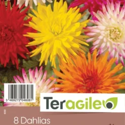 Dahlia Cactus - Variés - Teragile - X8