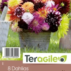 Dahlia Pour La Fleur Coupée - X8 - Teragile